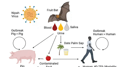 Virus Nipah: Ancaman Mematikan yang Mengintai Diam-Diam