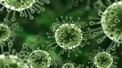 Virus Nipah: Ancaman Mematikan yang Mengintai Diam-Diam