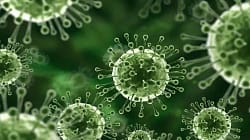 Virus Nipah: Ancaman Mematikan yang Mengintai Diam-Diam