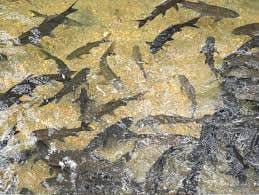 wisata ikan larangan belakang gelora lubuk sikaping